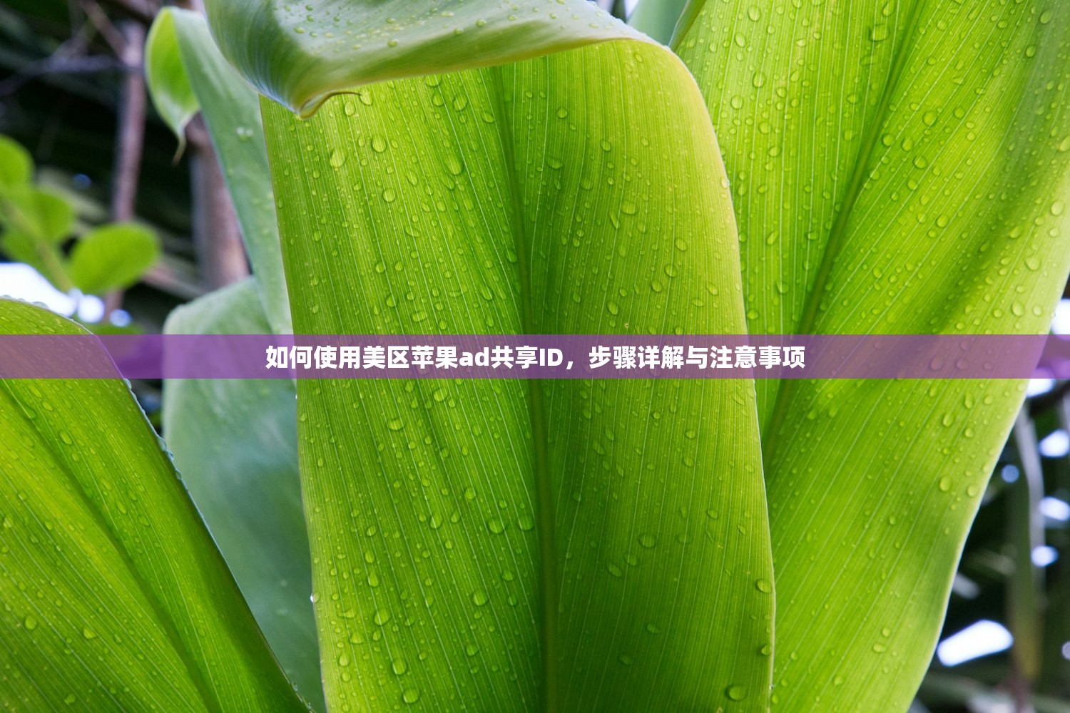 如何使用美区苹果ad共享ID,步骤详解与注意事项